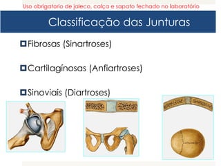 Classificação das Junturas
Fibrosas (Sinartroses)
Cartilagínosas (Anfiartroses)
Sinoviais (Diartroses)
Uso obrigatorio de jaleco, calça e sapato fechado no laboratório
 