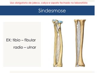 Sindesmose
EX: tibio – fibular
radio – ulnar
Uso obrigatorio de jaleco, calça e sapato fechado no laboratório
 
