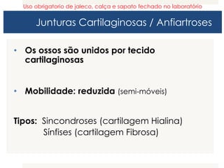 Junturas Cartilaginosas / Anfiartroses
• Os ossos são unidos por tecido
cartilaginosas
• Mobilidade: reduzida (semi-móveis)
Tipos: Sincondroses (cartilagem Hialina)
Sínfises (cartilagem Fibrosa)
Uso obrigatorio de jaleco, calça e sapato fechado no laboratório
 