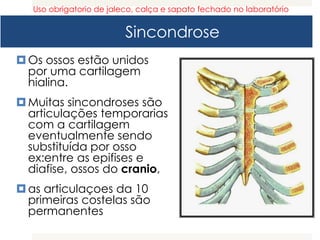 Sincondrose
Os ossos estão unidos
por uma cartilagem
hialina.
Muitas sincondroses são
articulações temporarias
com a cartilagem
eventualmente sendo
substituída por osso
ex:entre as epifises e
diafise, ossos do cranio,
as articulaçoes da 10
primeiras costelas são
permanentes
Uso obrigatorio de jaleco, calça e sapato fechado no laboratório
 