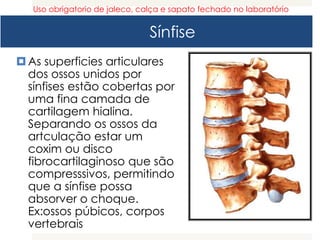 Sínfise
As superficies articulares
dos ossos unidos por
sínfises estão cobertas por
uma fina camada de
cartilagem hialina.
Separando os ossos da
artculação estar um
coxim ou disco
fibrocartilaginoso que são
compresssivos, permitindo
que a sínfise possa
absorver o choque.
Ex:ossos púbicos, corpos
vertebrais
Uso obrigatorio de jaleco, calça e sapato fechado no laboratório
 