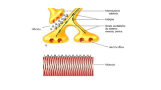 Glicina
Acetilcolina
 
