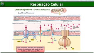 Cadeia Respiratória – 3ª Etapa da Respiração
Local: Crista Mitocondrial
Espaço Intermembrana
Matriz Mitocondrial
NADH e FADH2 produzidos nas etapas
anteriores vão liberar elétrons ricos em
energia para proteínas da membrana.
Os elétrons ricos em energia vão passar,
atraídos pelo O2 por uma séria de
proteínas da cadeia respiratória.
Três dessas proteínas vão utilizar a energia
desses elétrons energizados para bombear
íons H+ para o espaço intermembranoso.
Quando os elétrons se encontrar com o O2
vai ser formado água. Dizemos que o
oxigênio é o aceptor final de elétrons.
Isso explica o porque necessitamos tanto
de oxigênio. Todas as células necessitam
deste composto para a respiração.
O bombeamento de H+ para o lado
intermembranoso deixa esta região
altamente ácida.
Por difusão, os H+ tenderão a voltar para
a matriz mitocondrial, porém, a membrana
interna é impermeável ao H+
O único caminho dos H+ é passar pela
enzima ATP Sintase, que se movimenta
com a passagem de H+.
Esse movimento realizado pela enzima ATP
Sintase é responsável pela adição de um
fosfato ao ADP formando ATP.
Respiração Celular
 