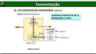 8) OU RESPIRAÇÃO ANAERÓBIA (SEM O2)
Local: Citoplasma da célula
(Mitocôndria)
Lática
Alcóolica
S/ O2
C/ O2
AUSÊNCIA COMPLETA DE O2
PRODUÇÃO: 2 ATPS
Fermentação
 