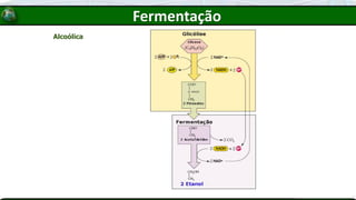 Alcoólica
Fermentação
 