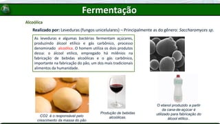 Alcoólica
Realizado por: Leveduras (fungos unicelulares) – Principalmente as do gênero: Saccharomyces sp.
As leveduras e algumas bactérias fermentam açúcares,
produzindo álcool etílico e gás carbônico, processo
denominado alcoólica. O homem utiliza os dois produtos
dessa: o álcool etílico, empregado há milênios na
fabricação de bebidas alcoólicas e o gás carbônico,
importante na fabricação do pão, um dos mais tradicionais
alimentos da humanidade.
CO2 é o responsável pelo
crescimento da massa do pão
Produção de bebidas
alcoólicas.
O etanol produzido a partir
da cana-de-açúcar é
utilizado para fabricação do
álcool etílico..
Fermentação
 
