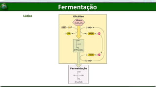 Lática
Fermentação
 
