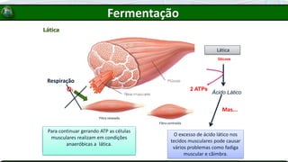 Lática
As fibras musculares são células que
necessitam constantemente de O2 para
realizar sua função de contração
Durante uma atividade física
prolongada a quantidade de O2 que
chegam as fibras é limitada.
Para continuar gerando ATP as células
musculares realizam em condições
anaeróbicas a lática.
O excesso de ácido lático nos
tecidos musculares pode causar
vários problemas como fadiga
muscular e cãimbra.
Fibra relaxada
Fibra contraída
O2
Respiração
Glicose
Ácido Lático
2 ATPs
Lática
Mas...
Fermentação
 