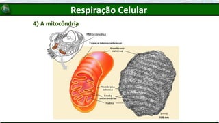 4) A mitocôndria
Respiração Celular
 