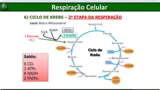 2 Piruvato
(3C)
2 NADH
2CO2
CoA
NAD+
Saldo:
6 CO2
2 ATPs
8 NADH
2 FADH2
6) CICLO DE KREBS – 2ª ETAPA DA RESPIRAÇÃO
Local: Matriz Mitocondrial
Respiração Celular
 