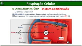 7) CADEIA RESPIRATÓRIA – 3ª ETAPA DA RESPIRAÇÃO
Local: Crista Mitocondrial
❑ NADH e FADH2 carregam elétrons ricos em energia que foram extraídos da Glicose.
❑ É a energia desses elétrons que a cadeia respiratória utiliza para produzir muitos ATPs (32)
Respiração Celular
 