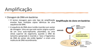 Amplificação
• Clonagem de DNA em bactérias
• O termo clonagem para este tipo de amplificação
envolve fazer múltiplas cópias idênticas de uma
sequência de DNA.
• A sequência de DNA alvo é então inserida num vector
de clonagem. Uma vez que este vector origina a partir
de um vírus auto-replicante, plasmídeo, ou uma
célula superior do organismo, quando o DNA de
tamanho apropriado é inserido o "alvo e fragmentos
de DNA do vector são então ligados" e criam uma
molécula de DNA recombinante.
 