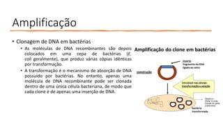 Amplificação
• Clonagem de DNA em bactérias
• As moléculas de DNA recombinantes são depois
colocados em uma cepa de bactérias (E.
coli geralmente), que produz várias cópias idênticas
por transformação.
• A transformação é o mecanismo de absorção de DNA
possuído por bactérias. No entanto, apenas uma
molécula de DNA recombinante pode ser clonada
dentro de uma única célula bacteriana, de modo que
cada clone é de apenas uma inserção de DNA.
 