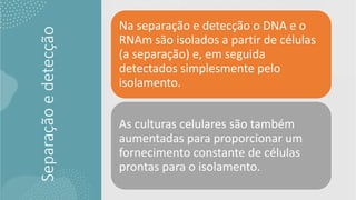 Separação
e
detecção
Na separação e detecção o DNA e o
RNAm são isolados a partir de células
(a separação) e, em seguida
detectados simplesmente pelo
isolamento.
As culturas celulares são também
aumentadas para proporcionar um
fornecimento constante de células
prontas para o isolamento.
 