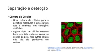 Separação e detecção
• Cultura de Células
• Uma cultura de células para a
genética molecular é uma cultura
que é cultivada em condições
artificiais.
• Alguns tipos de células crescem
bem em tais culturas como as
células da pele, mas outras células
não são tão produtivas em
culturas.
Células epiteliais em cultura. Em vermelho, queratina e
em verde, DNA.
 