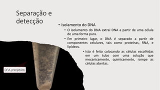 Separação e
detecção • Isolamento do DNA
• O isolamento do DNA extrai DNA a partir de uma célula
de uma forma pura.
• Em primeiro lugar, o DNA é separado a partir de
componentes celulares, tais como proteínas, RNA, e
lipídeos.
• Isto é feito colocando as células escolhidas
em um tubo com uma solução que
mecanicamente, quimicamente, rompe as
células abertas.
 