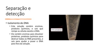 Separação e
detecção
• Isolamento do DNA
• Esta solução contém enzimas,
produtos químicos, e sais que
rompe as células exceto o DNA.
• Ele contém enzimas para dissolver
proteínas, produtos químicos para
destruir todos os RNA presentes, e
sais para ajudar a puxar o DNA
para fora da solução.
 