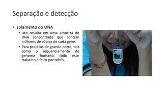Separação e detecção
• Isolamento do DNA
• Isto resulta em uma amostra de
DNA concentrada que contém
milhares de cópias de cada gene.
• Para projetos de grande porte, tais
como o sequenciamento do
genoma humano, todo esse
trabalho é feito por robôs.
 