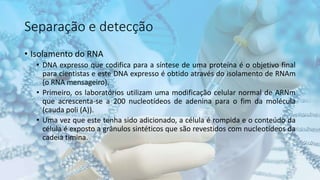 Separação e detecção
• Isolamento do RNA
• DNA expresso que codifica para a síntese de uma proteína é o objetivo final
para cientistas e este DNA expresso é obtido através do isolamento de RNAm
(o RNA mensageiro).
• Primeiro, os laboratórios utilizam uma modificação celular normal de ARNm
que acrescenta-se a 200 nucleotídeos de adenina para o fim da molécula
(cauda poli (A)).
• Uma vez que este tenha sido adicionado, a célula é rompida e o conteúdo da
célula é exposto a grânulos sintéticos que são revestidos com nucleotídeos da
cadeia timina.
 