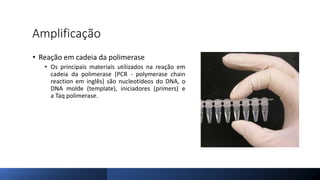 Amplificação
• Reação em cadeia da polimerase
• Os principais materiais utilizados na reação em
cadeia da polimerase (PCR - polymerase chain
reaction em inglês) são nucleotídeos do DNA, o
DNA molde (template), iniciadores (primers) e
a Taq polimerase.
 
