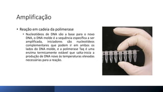 Amplificação
• Reação em cadeia da polimerase
• Nucleotídeos de DNA são a base para o novo
DNA, o DNA molde é a sequência específica a ser
amplificada, iniciadores são nucleotídeos
complementares que podem ir em ambos os
lados do DNA molde, e a polimerase Taq é uma
enzima termicamente estável que salta-inicia a
produção de DNA novo às temperaturas elevadas
necessárias para a reação.
 