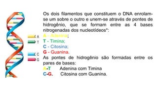 Os dois filamentos que constituem o DNA enrolam-
se um sobre o outro e unem-se através de pontes de
hidrogênio, que se formam entre as 4 bases
nitrogenadas dos nucleotídeos*:
A - Adenina;
T - Timina;
C - Citosina;
G - Guanina.
As pontes de hidrogênio são formadas entre os
pares de bases:
A-T Adenina com Timina
C-G. Citosina com Guanina.
 