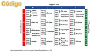 https://www.sobiologia.com.br/conteudos/figuras/Citologia2/codons.JPG
 