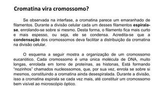 Cromatina vira cromossomo?
Se observada na interfase, a cromatina parece um emaranhado de
filamentos. Durante a divisão celular cada um desses filamentos espirala-
se, enrolando-se sobre si mesmo. Desta forma, o filamento fica mais curto
e mais espesso, ou seja, ele se condensa. Acredita-se que a
condensação dos cromossomos deva facilitar a distribuição da cromatina
na divisão celular.
O esquema a seguir mostra a organização de um cromossomo
eucariótico. Cada cromossomo é uma única molécula de DNA, muito
longas, enrolada em torno de proteínas, as histonas, Está formando
“nozinhos” chamados nucleossomos, que, por sua vez, enrola se sobre si
mesmos, constituindo a cromatina ainda desespiralada. Durante a divisão,
isso a cromatina espirala se cada vez mais, até constituir um cromossomo
bem visível ao microscópio óptico.
 