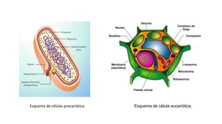 Esquema de células procariótica. Esquema de célula eucariótica.
 