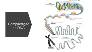 Compactação
do DNA
histonas
histonas
 