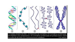Aula 03_Núcleo_DNA_RNA_Código - Alunos.pptx