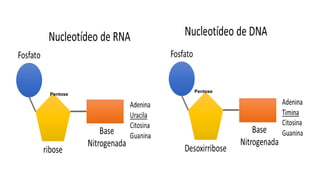 Aula 03_Núcleo_DNA_RNA_Código - Alunos.pptx