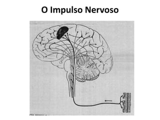 O Impulso Nervoso
 
