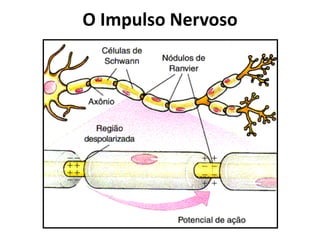 O Impulso Nervoso
 