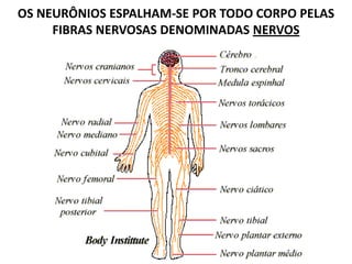OS NEURÔNIOS ESPALHAM-SE POR TODO CORPO PELAS
FIBRAS NERVOSAS DENOMINADAS NERVOS
 