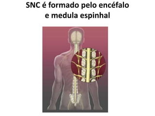 SNC é formado pelo encéfalo
e medula espinhal
 