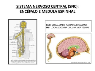 SISTEMA NERVOSO CENTRAL (SNC):
ENCÉFALO E MEDULA ESPINHAL
SNC- LOCALIZADO NA CAIXA CRANIANA
ME- LOCALIZADA NA COLUNA VERTEBRAL
 