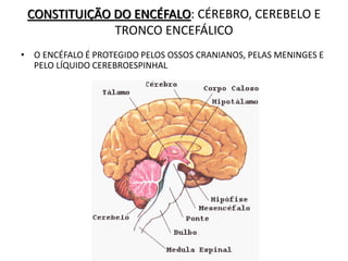 CONSTITUIÇÃO DO ENCÉFALO: CÉREBRO, CEREBELO E
TRONCO ENCEFÁLICO
• O ENCÉFALO É PROTEGIDO PELOS OSSOS CRANIANOS, PELAS MENINGES E
PELO LÍQUIDO CEREBROESPINHAL
 