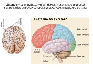CÉREBRO DIVIDE-SE EM DUAS PARTES : HEMISFÉRIOS DIREITO E ESQUERDO.
SUA SUPERFÍCIE EVIDENCIA SULCOS E FISSURAS. PESO APROXIMADO DE 1,2 kg
 