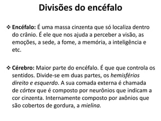 Divisões do encéfalo
 Encéfalo: É uma massa cinzenta que só localiza dentro
do crânio. É ele que nos ajuda a perceber a visão, as
emoções, a sede, a fome, a memória, a inteligência e
etc.
 Cérebro: Maior parte do encéfalo. É que que controla os
sentidos. Divide-se em duas partes, os hemisférios
direito e esquerdo. A sua comada externa é chamada
de córtex que é composto por neurônios que indicam a
cor cinzenta. Internamente composto por axônios que
são cobertos de gordura, a mielina.
 