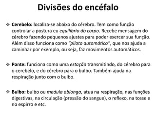 Divisões do encéfalo
 Cerebelo: localiza-se abaixo do cérebro. Tem como função
controlar a postura eu equilíbrio do corpo. Recebe mensagem do
cérebro fazendo pequenos ajustes para poder exercer sua função.
Além disso funciona como “piloto automático”, que nos ajuda a
caminhar por exemplo, ou seja, faz movimentos automáticos.
 Ponte: funciona como uma estação transmitindo, do cérebro para
o cerebelo, e do cérebro para o bulbo. Também ajuda na
respiração junto com o bulbo.
 Bulbo: bulbo ou medula oblonga, atua na respiração, nas funções
digestivas, na circulação (pressão do sangue), o reflexo, na tosse e
no espirro e etc.
 