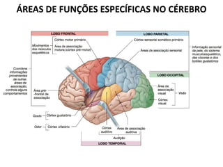 ÁREAS DE FUNÇÕES ESPECÍFICAS NO CÉREBRO
 