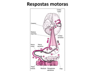 Respostas motoras
 