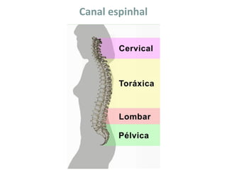 Canal espinhal
 