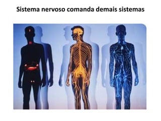 Sistema nervoso comanda demais sistemas
 