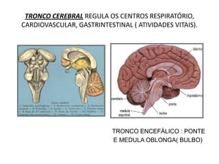 TRONCO CEREBRAL REGULA OS CENTROS RESPIRATÓRIO,
CARDIOVASCULAR, GASTRINTESTINAL ( ATIVIDADES VITAIS).
TRONCO ENCEFÁLICO : PONTE
E MEDULA OBLONGA( BULBO)
 
