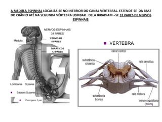 A MEDULA ESPINHAL LOCALIZA-SE NO INTERIOR DO CANAL VERTEBRAL. ESTENDE-SE DA BASE
DO CRÂNIO ATÉ NA SEGUNDA VÉRTEBRA LOMBAR . DELA IRRADIAM –SE 31 PARES DE NERVOS
ESPINHAIS.
TORÁCICOS
12 PARES
CERVICAIS
8 PARES
 Sacrais 5 pares
Lombares 5 pares
Medula
 Coccígeno 1 par
NERVOS ESPINHAIS
31 PARES
 VÉRTEBRA
 