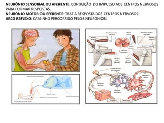 NEURÔNIO SENSORIAL OU AFERENTE: CONDUÇÃO DO IMPULSO AOS CENTROS NERVOSOS
PARA FORMAR RESPOSTAS.
NEURÔNIO MOTOR OU EFERENTE: TRAZ A RESPOSTA DOS CENTROS NERVOSOS.
ARCO REFLEXO: CAMINHO PERCORRIDO PELOS NEURÔNIOS.
 