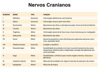 Nervos Cranianos
 