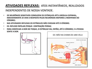 ATIVIDADES REFLEXAS: ATOS INSTANTÂNEOS, REALIZADOS
INDEPENDENTES DE NOSSA VONTADE.
• OS NEURÔNIOS SENSITIVOS CONDUZEM OS ESTÍMULOS ATÉ A MEDULA ESPINHAL,
IMEDIATAMENTE JÁ VEM A RESPOSTA PELOS NEURÔNIOS MOTORES ( INDEPENDE DO
CÉREBRO).
• NAS ATIVIDADES REFLEXAS OS ESTÍMULOS NÃO CHEGAM ATÉ O CÉREBRO.
• EX: REFLEXO PATELAR (TOQUE- CONTRAÇÃO PERNA)
• PARA CODIFICAR A DOR DO TOQUE, O ESTÍMULO VAI, ENTÃO, ATÉ O CÉREBRO, E A PESSOA
SENTE A DOR.
EX: MÃO NA CHAMA DE UMA VELA
 